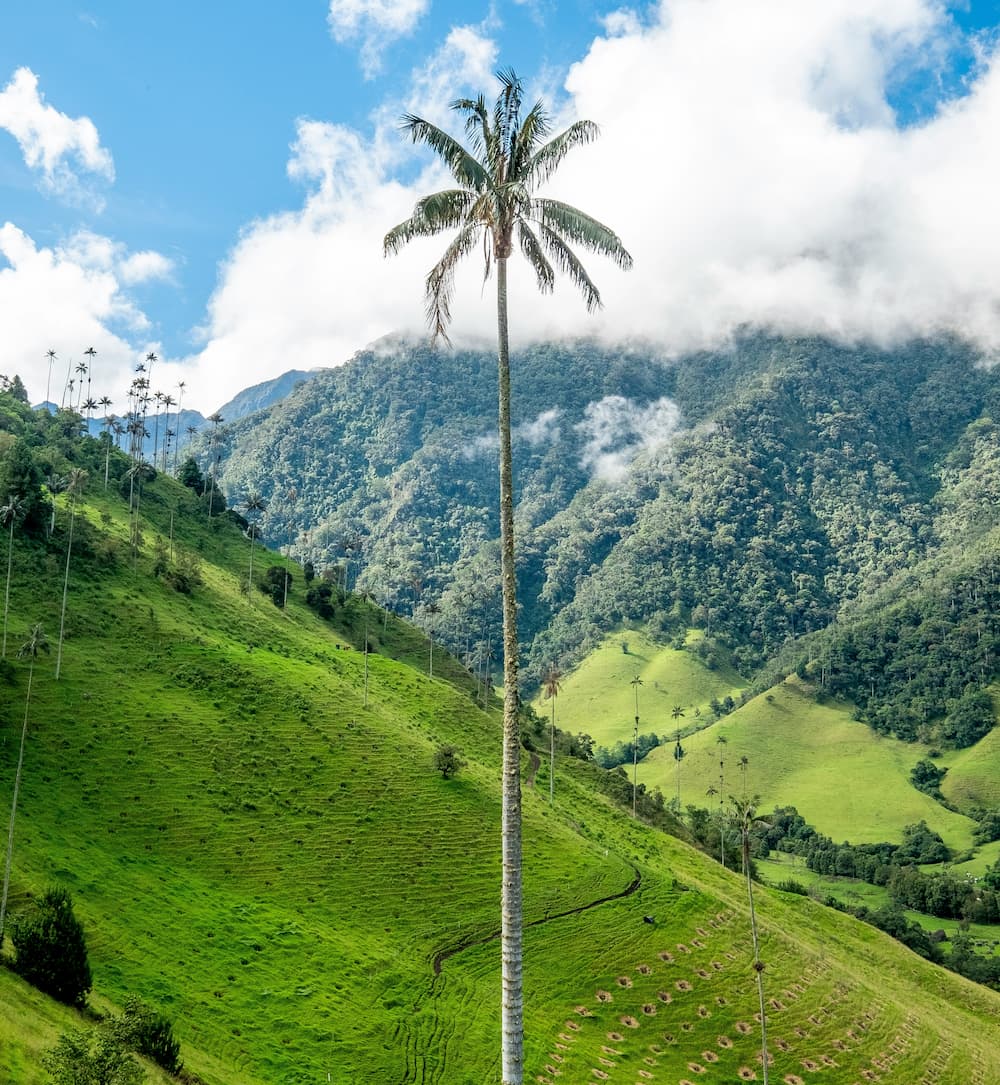 Colombia - Circuito historia con aroma de café - Baja temporada 2026